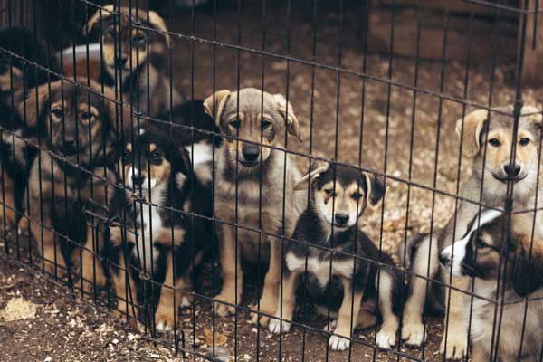 Take Action Against Pet Overpopulation